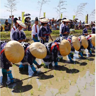 ふるさと納税 岡崎市 抹茶入り玄米茶　〜　悠紀斎田米「萬斎」使用　200g×3袋 |  | 02