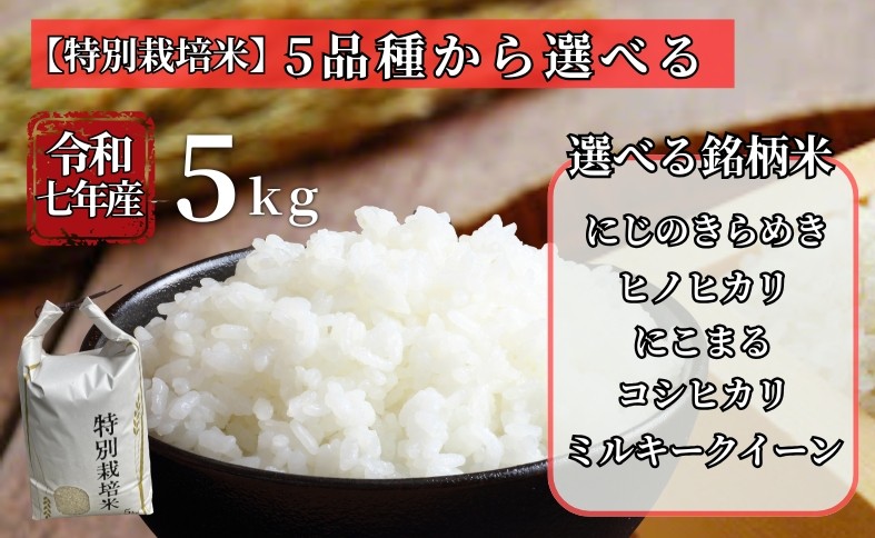 
                  お米 令和7年産 特別栽培米 5kg【選べる品種】にじのきらめき ヒノヒカリ にこまる コシヒカリ ミルキークイーン 先行予約 【2025年10月～11月以降発送】 精米 米 こめ コメ 白米 ごはん ライス 愛媛 伊予市
                