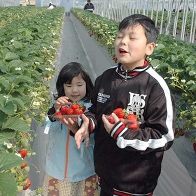 【2025年度発送分】朝採れ新鮮ピオーネ2kg＆いちご狩り無料券【配送不可地域：離島】