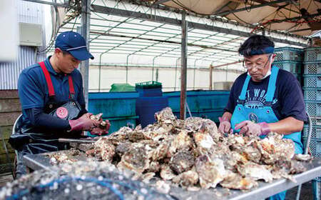 【冬が旬！小粒でぷりぷり】九十九島殻付かき 1.5kg (18~24個) 生食可 レモン ナイフ 軍手 説明書付き 出荷前にUV殺菌済み 週に1度ノロウイルスの検査および菌検査を実施【マルモ水産】牡蠣