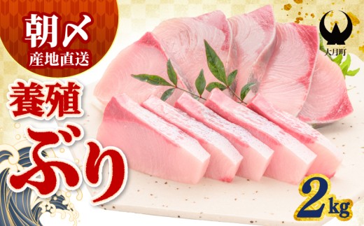 ぶり 2kg 養殖 冷蔵 刺身 ブリ 鰤 お刺身 たたき 照り焼き ぶり大根 ぶりしゃぶ ブリトロ 生食 海鮮丼 海鮮 旬 ブロック フィレ ギフト 国産 贈答用 人気 サンライズファーム さしみ 鍋 丼 寿司 カルパッチョ 新鮮 年末 正月 贈答 お歳暮 高知 高知県 大月町