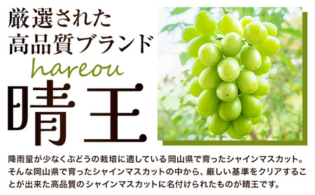 ぶどう [2025年先行予約] シャインマスカット 晴王 約650g《2025年9月中旬-11月上旬頃出荷》ハレノスイーツ 岡山中央卸売市場店 マスカット 送料無料 岡山県 浅口市 フルーツ 果物 贈