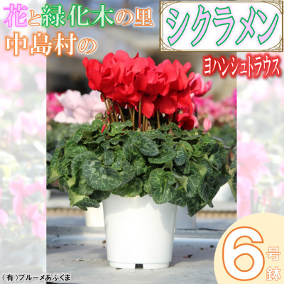 【先行予約】シクラメン6号鉢(ヨハンシュトラウス)　ブルーメあぶくま【配送不可地域：離島・沖縄】【1494361】