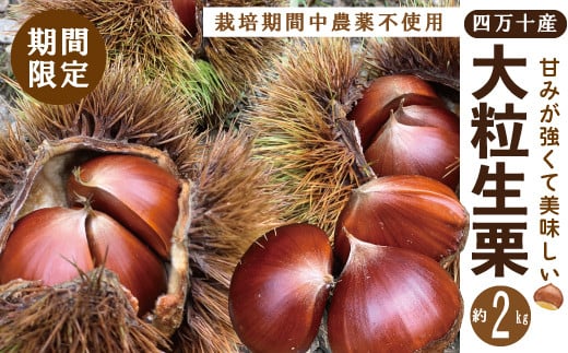 【期間限定 早期受付 数量限定】 四万十産 生栗 2kg 栽培期間中農薬不使用 新栗 栗 くり クリ マロン 四万十栗 フルーツ 渋皮煮 国産 産地直送 旬 高知 四万十 しまんと 限定 お取り寄せ【2025年9月下旬～11月上旬配送】25-744