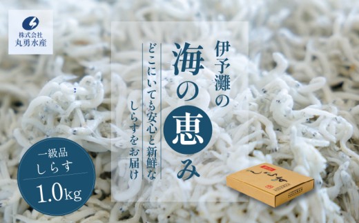 一級品 しらす 1kg 釜揚げ  |  冷凍 しらす ちりめんじゃこ しらす干し ごはんのお供 おつまみ 酒の肴 便利 簡単調理 おかず 惣菜 しらす丼 グルメ 食品 魚 魚介 海鮮 シラス 贈答 ギフト  愛媛県 松前町