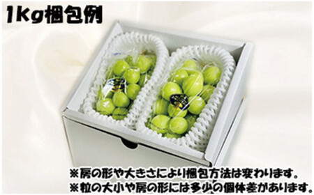 【令和７年発送分】岡山県産 シャインマスカット晴王【秀品】１kg（令和7年9月から11月発送）【 岡山県産 シャインマスカット 秀品 晴王 晴れの国おかやま 】