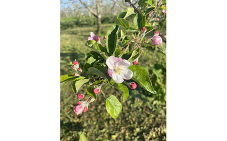 完熟 生はちみつ ( 林檎の花 ) 1瓶 100g 美谷島養蜂 沖縄県への配送不可 信州 蜂蜜 ハチミツ はちみつ ハニー りんご 花 加工食品 国産 ご当地 長野 7500円 農家直送 長野県 飯綱
