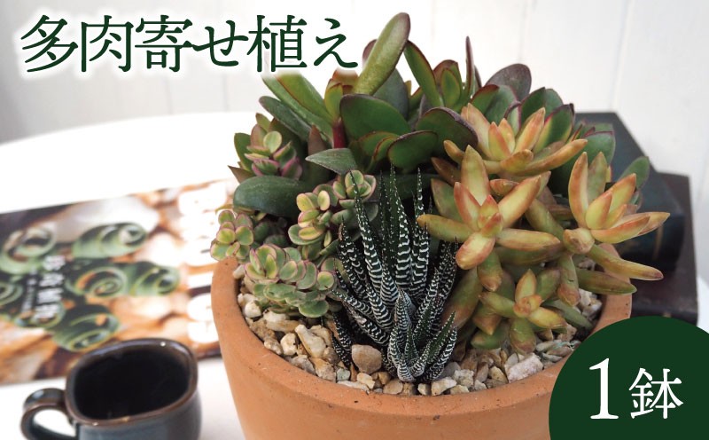 
                  多肉 寄せ植え テラコッタ 多肉植物 植物 インテリア 観葉植物 京都府 京都 久御山町 久御山 デルムンド
                