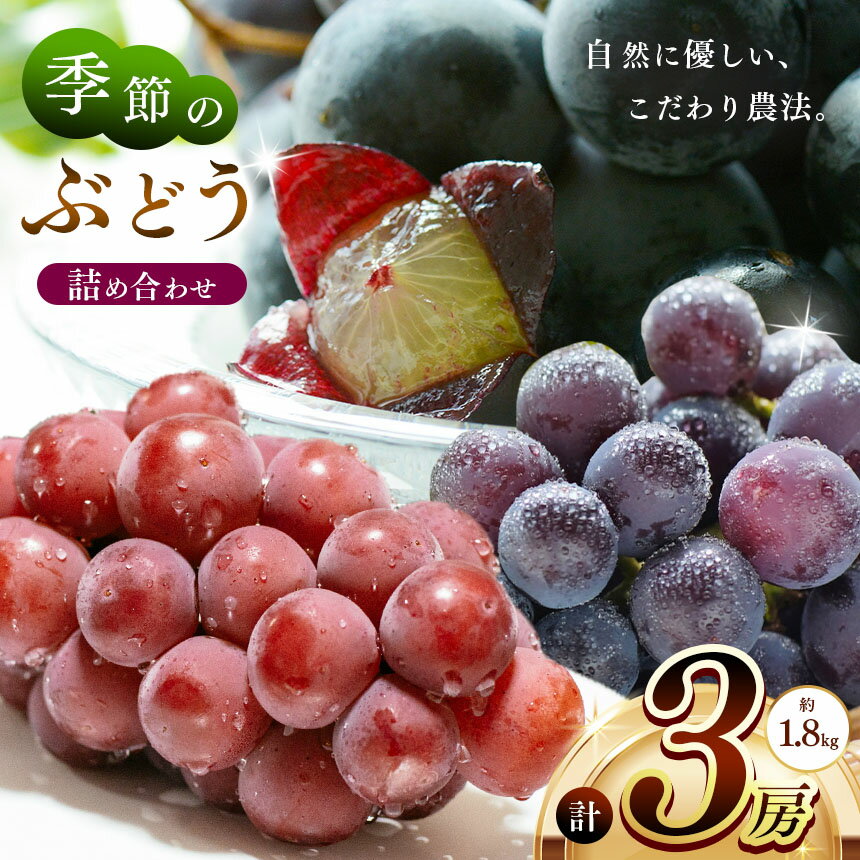【ふるさと納税】 季節のぶどう詰め合わせ3房入り(約1.8kg) | 先行予約 果物 くだもの フルーツ ぶどう ブドウ 葡萄 兵庫県 上郡町