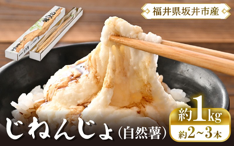 
                  【先行予約】 自然薯 1kg (2～3本) 農家直送 福井県坂井市産 【2026年12月中旬以降順次発送予定】 じねんじょ 自然薯 とろろ とろろご飯 山芋 やまいも 野菜 やさい 健康 滋養強壮 厳選 国産 産地直送 [A-22202]
                