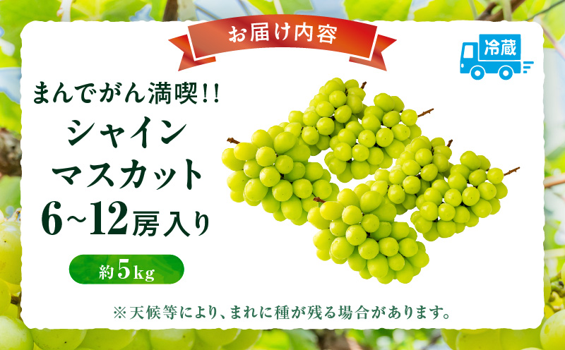 まんでがん満喫?　シャインマスカット　約5kg  シャインマスカット マスカット ぶどう ブドウ 葡萄 果物 フルーツ 新鮮 くだもの 国産 ギフト お裾分け 旬 人気 種なし 皮ごと食べられる ジューシー 糖度が高い 季節限定 おすすめ 旬の果物 香川 香川県 三木町 _mk006-154