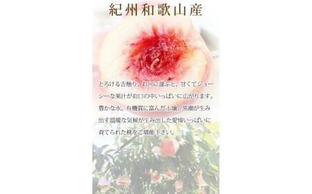 秀品　紀州和歌山産の桃　３玉　化粧箱入【2025年7月上旬から8月上旬頃順次発送】【UT105】【Z91061-uot750】