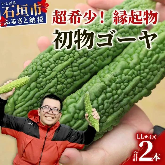 【予約受付】 贈答用 「初物ゴーヤ」 OI-1