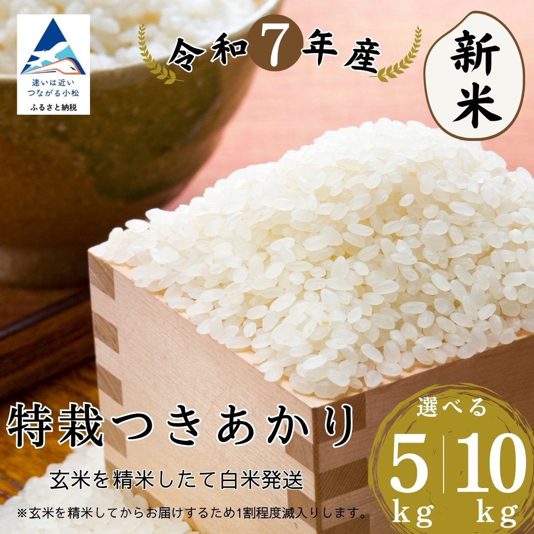 【ふるさと納税】特栽つきあかり玄米 選べる5kg/10kg 精米したて白米発送