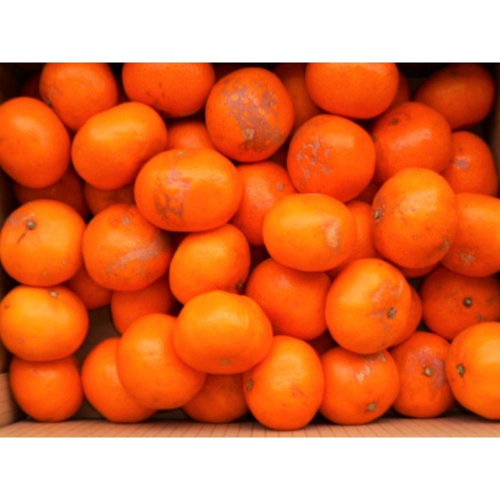 【ふるさと納税】紀州有田みかん 約10kg 訳あり 家庭用キズあり サイズ混合［SL39］ | みかん 蜜柑 フルーツ 果物 くだもの 食品 人気 おすすめ 送料無料