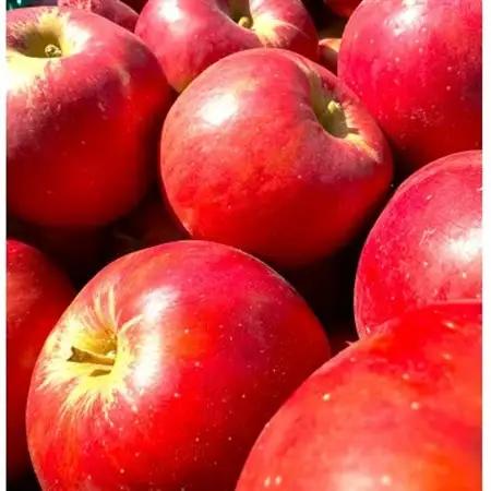 【26年11月～27年3月順次発送】 青森県産りんご　紅玉 約5kg おもてなし用_果物・フルーツ りんご  リンゴ 林檎_【配送不可地域：沖縄県】【1611348】