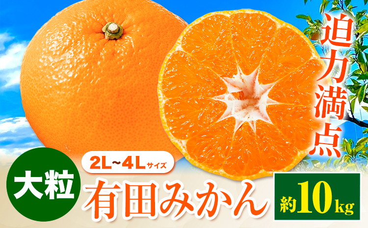 迫力満点！大粒 有田みかん 2L-4Lサイズ 約10kg 有田マルシェ《11月上旬-1月上旬頃出荷》和歌山県 日高町 みかん 大粒 有田みかん 温州みかん 柑橘 フルーツ ミカン 蜜柑