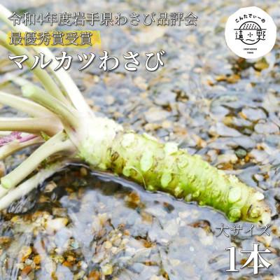 ふるさと納税 遠野市 マルカツわさび　大サイズ 1本 岩手県遠野市産 【こんたでぃーの遠野】