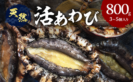 天然 活あわび 800g (3～5個)  活鮑 黒あわび 赤あわび あわび 鮑 貝 貝類 海鮮セット 刺身 お刺身 BBQ バーベキュー 海鮮 冷蔵 淡路島 洲本市