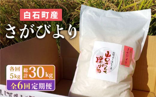 【令和7年11月以降発送】【6回定期便】 特別栽培米 さがびより 5kg 白米 ～山口さんちの贈り物～【y'scompany】佐賀県産 特別栽培米 米 お米 5kg さがびより サガビヨリ 白米 人気 高評価 九州 佐賀県 白石町 [IAS016]