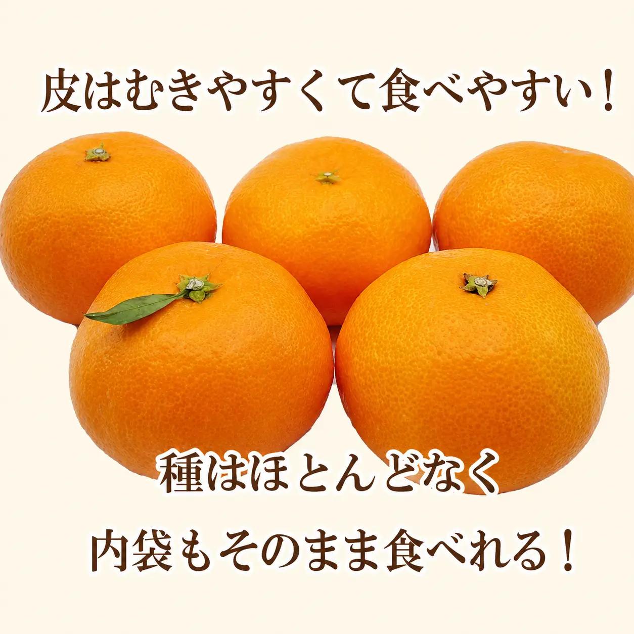 【愛媛みかん】 訳あり 3kg みかん