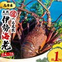 【ふるさと納税】 選べる 伊勢海老 約1kg 2～5尾 天然 志摩産 伊勢エビ 海老 エビ 人気 刺身 刺し身 味噌汁 海鮮 魚介類 海産物 贈答 お歳暮 お祝い プレゼント 三重県 伊勢 志摩市 50000円 5万円 五万円