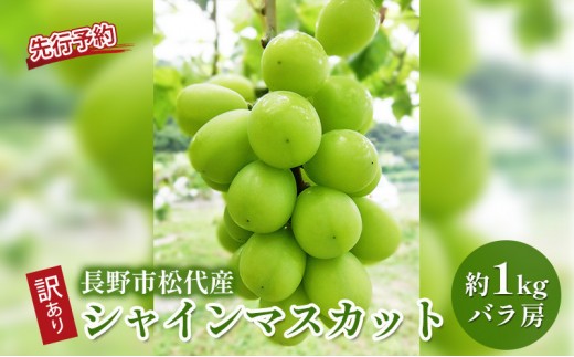 
                  高野農園　長野市松代産 訳ありシャインマスカット 約1kg（バラ房） | 訳あり 葡萄 ぶどう ブドウ フルーツ 果物 シャインマスカット 人気 おすすめ 果物 長野県 長野市 信州 信濃 ふるさと納税
                