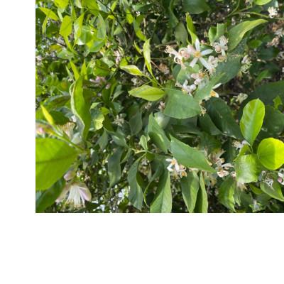 ふるさと納税 観音寺市 【2026年度】露地栽培グリーンレモン　フリーサイズ(S〜L)　約2.5kg |  | 02