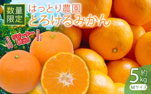 とろけるみかん 安田町 生まれ はっとり育ち とろけるみかん 5kg 5キロ Mサイズ M 家庭用 みかん 柑橘 蜜柑 フルーツ 柑橘類 シトラス みかんふるさと納税 ふるさと納税みかん 果物 期間限定 文旦 季節限定 先行予約 服部農園 ふるさと納税 人気 安田川 高知 安田町 HT0005_26