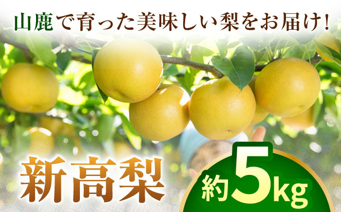 【先行予約】【数量限定】新高梨　約5kg 【日本フルーツ株式会社】 [ZFJ017]