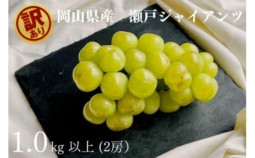 家庭用 瀬戸ジャイアンツ　2房 合計1.0kg以上 産地直送 朝採れ ぶどう 葡萄 岡山 Kawahara Green Farm　岡山県産 2026年