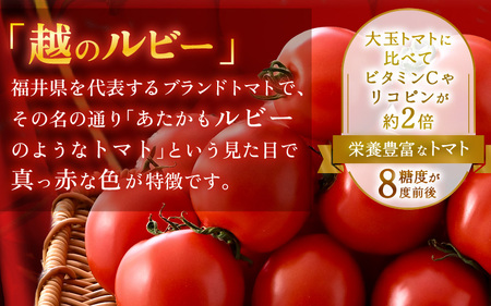 先行予約 福井県坂井市産 ミディトマト 越のルビー 1kg (約20～40個) 2026年10月中旬以降順次発送予定 野菜 とまと トマト ミディトマト [A-22201]