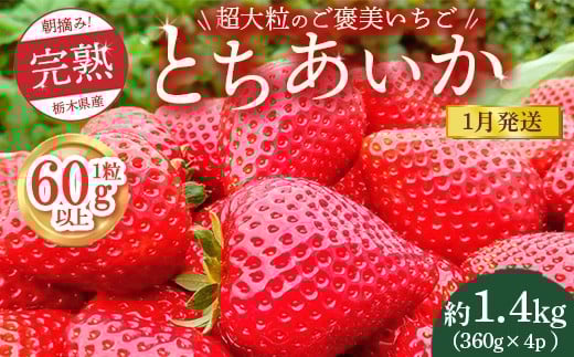 【先行予約】【1月発送】1粒60g以上！超大粒の《ご褒美いちご》朝摘み完熟とちあいか　1440g（360g×4p）　※離島への配送不可　※2026年1月上旬～1月下旬頃に順次発送予定