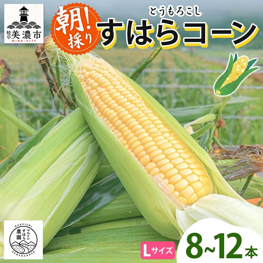 【ふるさと納税】朝採り とうもろこし すはらコーン 8～12本 トウモロコシ イエロー 玉蜀黍 コーン 旬 夏野菜 甘い 朝採れ 自家用 ギフト 手土産 贈答用 産地直送 マルイシすはら農園 岐阜県 美濃市　お届け：2026年6月中旬～7月下旬