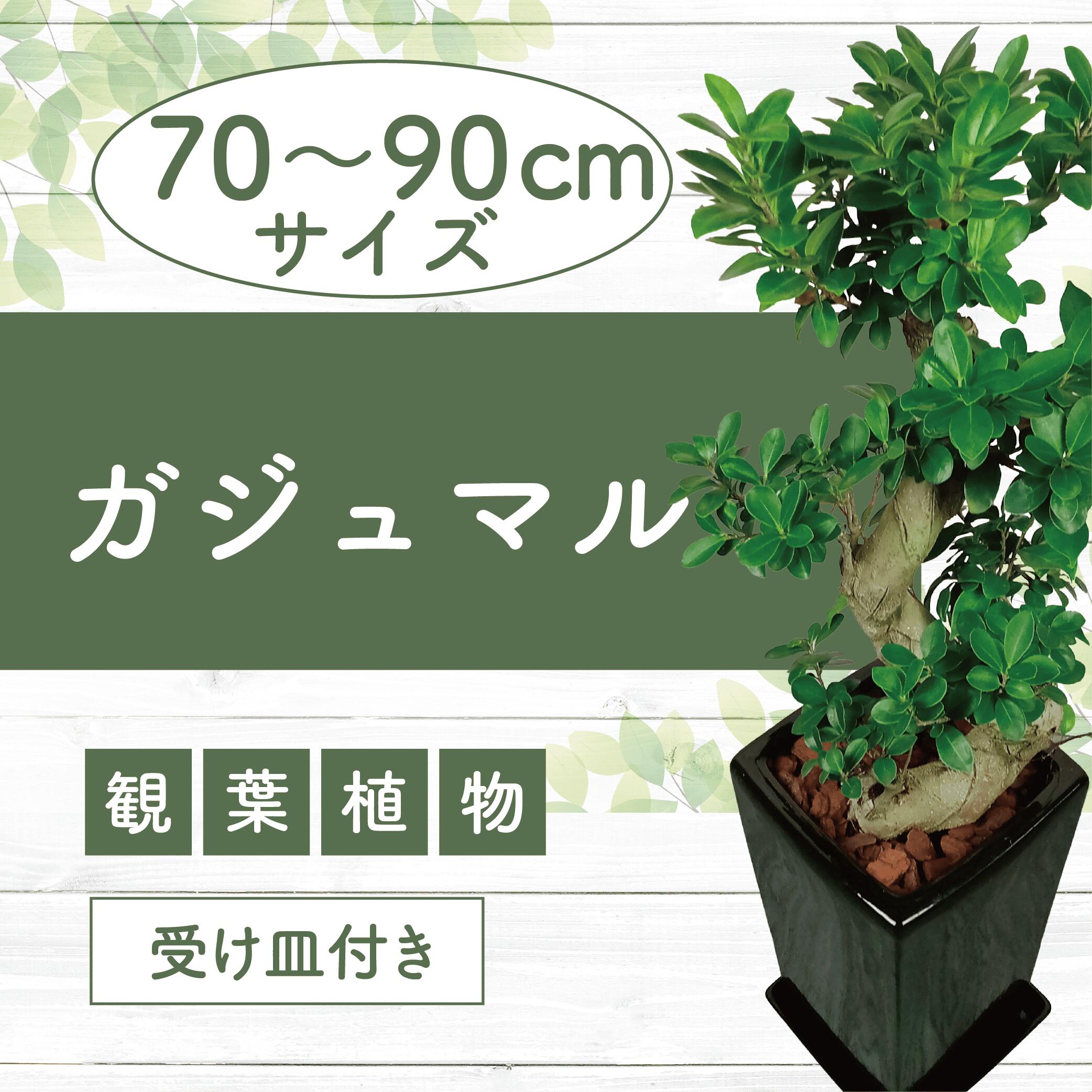 【ふるさと納税】＜2026年4月中旬以降順次発送＞ガジュマル曲がり陶器鉢(鉢底より高さ70cm〜90cm前後・専用受皿付き) ※北海道・沖縄・離島配送不可※ ガジュマル 観葉植物 鉢 おしゃれ インテリア グリーン 大型 【トロピカルフルーツ＆プランツ】