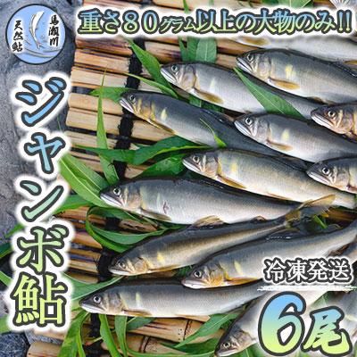 ふるさと納税 下呂市 【ジャンボ鮎】清流が育む天然の馬瀬川鮎 6尾(重さ80g以) 冷凍【26-1】