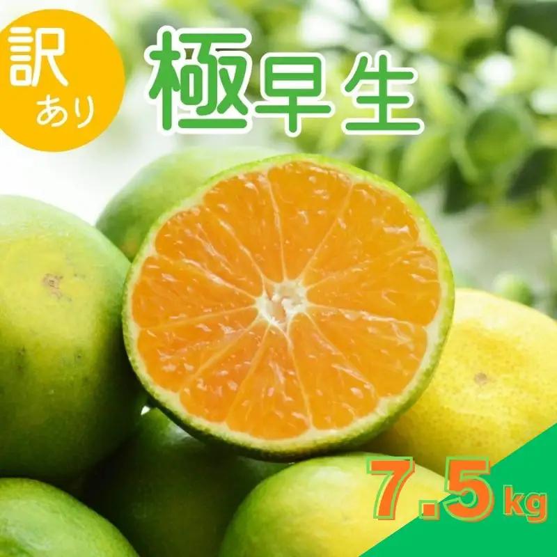 【2026年秋頃発送予約分】【訳あり】こだわりの極早生みかん 約7.5kg ※2026年9月～10月に順次発送予定（お届け日指定不可） サイズ混合 有田産 / みかん ミカン 有田みかん 和歌山 フルーツ 果実 柑橘 くだもの 果物 【nuk166B】
