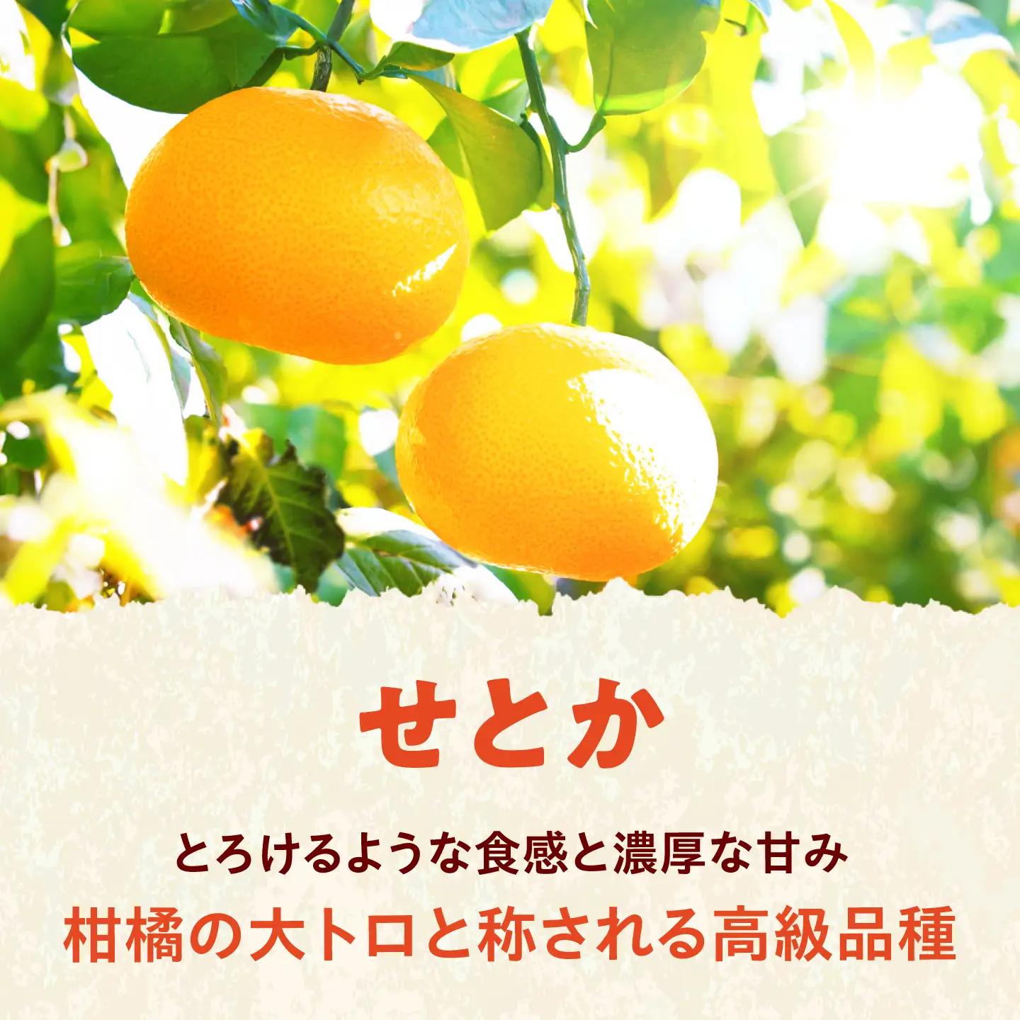 みかん 訳あり せとか 約10kg サイズ不揃い みかん BJAZ023 