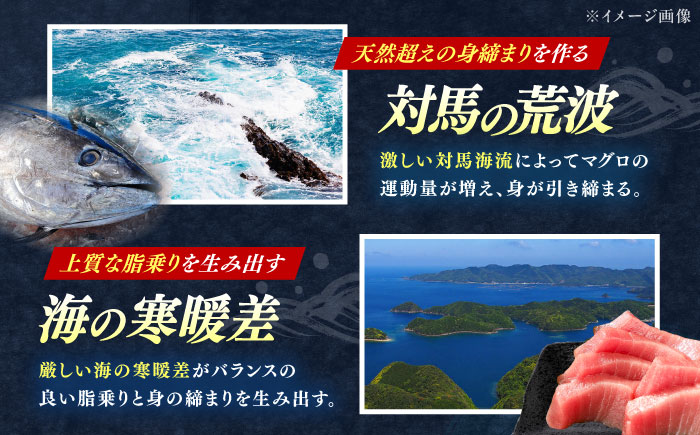 【全3回定期便】対馬産 本マグロ 4種 計1kg（赤身/中トロ/大トロ/ネギトロ）《対馬市》【対海】[WAH006] マグロ まぐろ 鮪 本鮪 本マグロ 養殖 トロ 中トロ 中とろ 大トロ 大とろ 赤