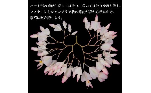 ハート形の雄花が咲いては散り、咲いては散りを繰り返し、フィナーレをシャンデリア状の雌花が春から秋にかけ、豪華に咲き誇ります。