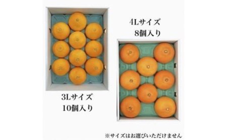 【11月下旬から発送】  紅まどんな【JAえひめ中央】青秀 3Lから4Lサイズ 大玉 化粧箱（ 紅まどんな 柑橘 フルーツ まどんな みかん 愛媛 みかん 化粧箱 ギフト 紅まどんな 蜜柑 紅まどんな