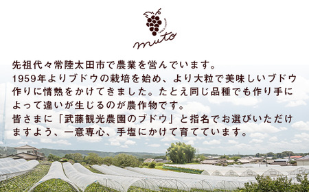 【先行予約 数量限定】【旬の時期発送】ぶどう食べ比べ 常陸青龍１房（常陸太田市オリジナル品種）＆巨峰１房約800g ｜ぶどう ぶどう ぶどう ぶどう ぶどう ぶどう