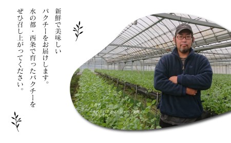 西条名水育ちの山盛り生パクチー1.5kg