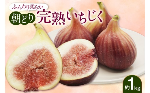 
                  【先行予約】ふんわり柔らか朝どり完熟いちじく｜無花果 イチジク 果物 くだもの フルーツ 果実 朝採り 完熟 新鮮 産地直送 農産物 愛知県 常滑市
                