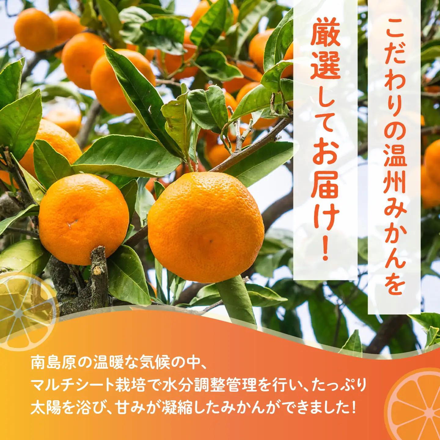 【2026年11月下旬-発送】温州みかん 約10kg [SCV012] みかん