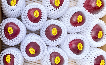 【2026年発送】もとぶ町産パッションフルーツ　贈答用(約2kg) おきなわ 南国 果物 青果 おすすめ 人気 贈答 プレゼント ギフト 季節 美味しい おいしい 期間限定 数量限定 本部町 沖縄 沖