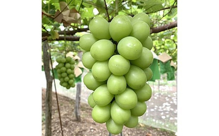 【令和7年産先行予約】 クリスマス シャインマスカット 750g以上 (1房 秀) 《令和7年12月19日～発送》 『フナヤマ農園』 山形県 南陽市 [1112]