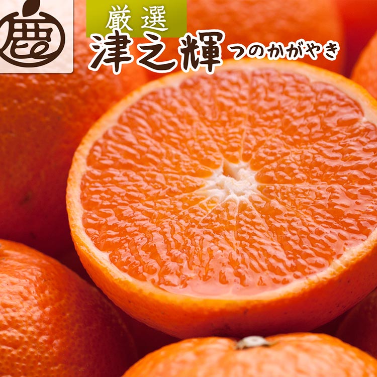 ＜2月より発送＞厳選 津之輝7.5kg+250g（傷み補償分）｜つのかがやき【光センサー選別】 ※北海道・沖縄・離島への配送不可 ｜ 柑橘 フルーツ 果物 濃厚 春 旬 和歌山 先行予約 選べる 国産 産地直送 春柑橘 美浜町　※2026年2月上旬～4月中旬頃に順次発送予定