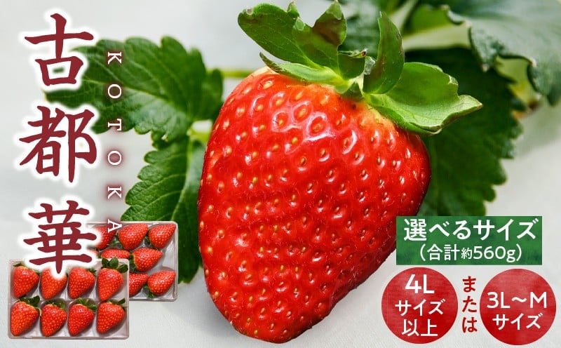 
            【選べるサイズ】【2026年1月発送】高級いちご「古都華」2パック　先行予約 ことか 甘い 糖度 濃い 濃厚 果汁 香り 朝摘み いちご イチゴ 苺 フルーツ 果物 くだもの ご褒美 ごほうび 贈答 贈り物 ギフト プレゼント 冷蔵 奈良県 生駒市 送料無料
          