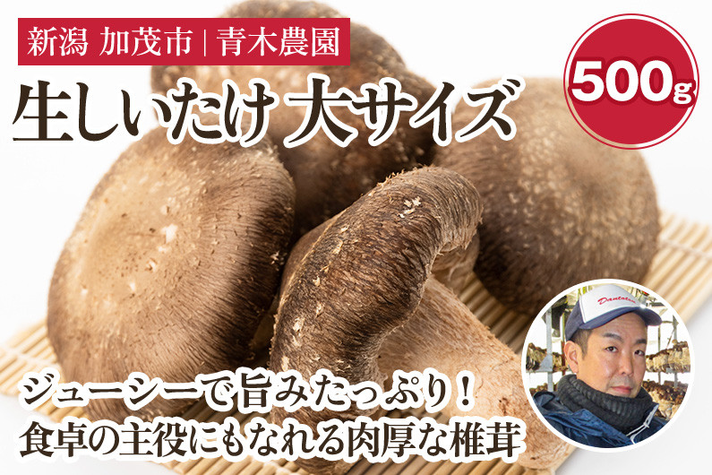 
            【2024年先行予約】生しいたけ 大サイズ 約500g（10～14個）《10月中旬から順次発送》 品評会で金賞受賞！ きのこ しいたけ 椎茸 食べ応えあるビッグサイズ 肉厚で旨味たっぷり！ 加茂市 青木農園
          